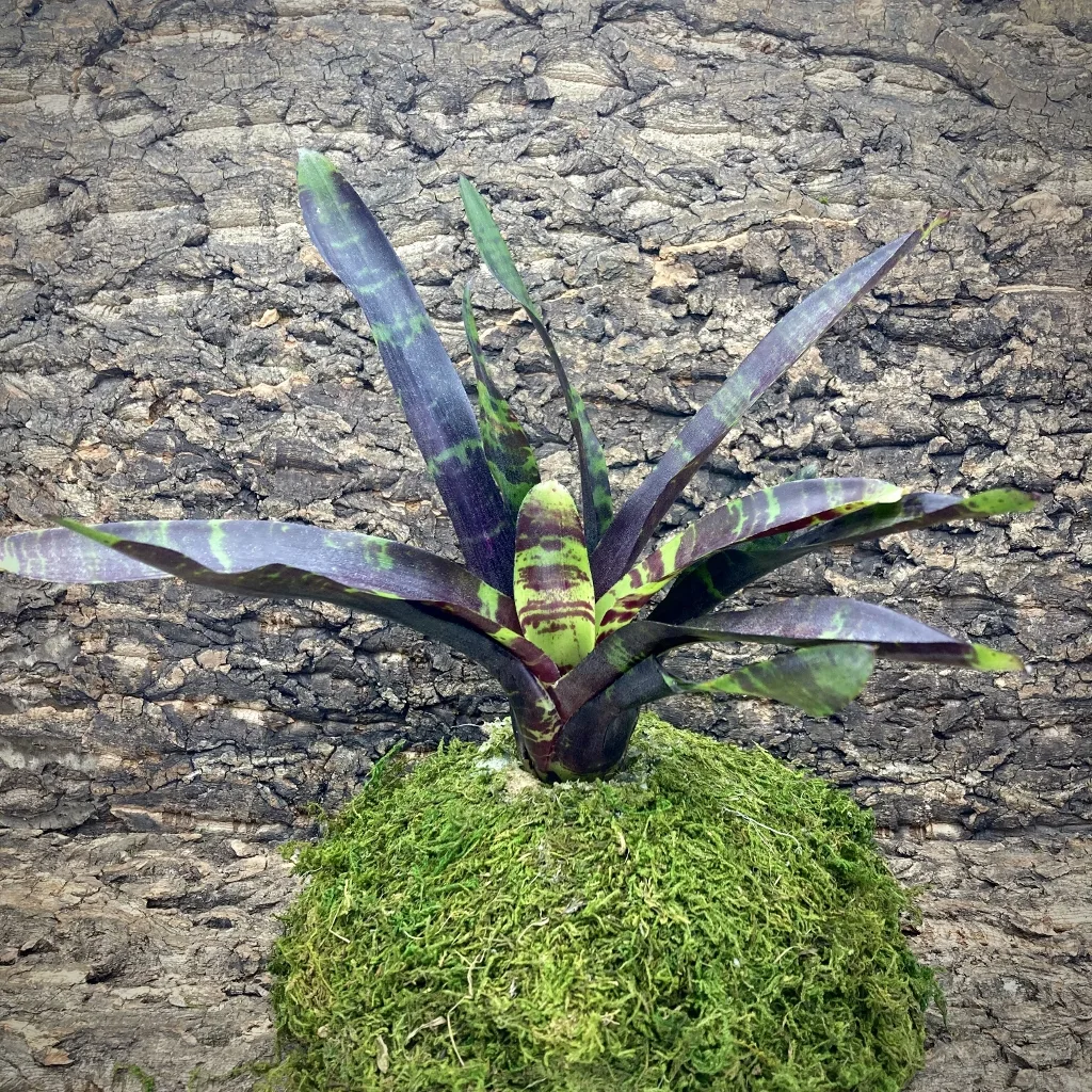 Neoregelia Voodini (No Variegation)