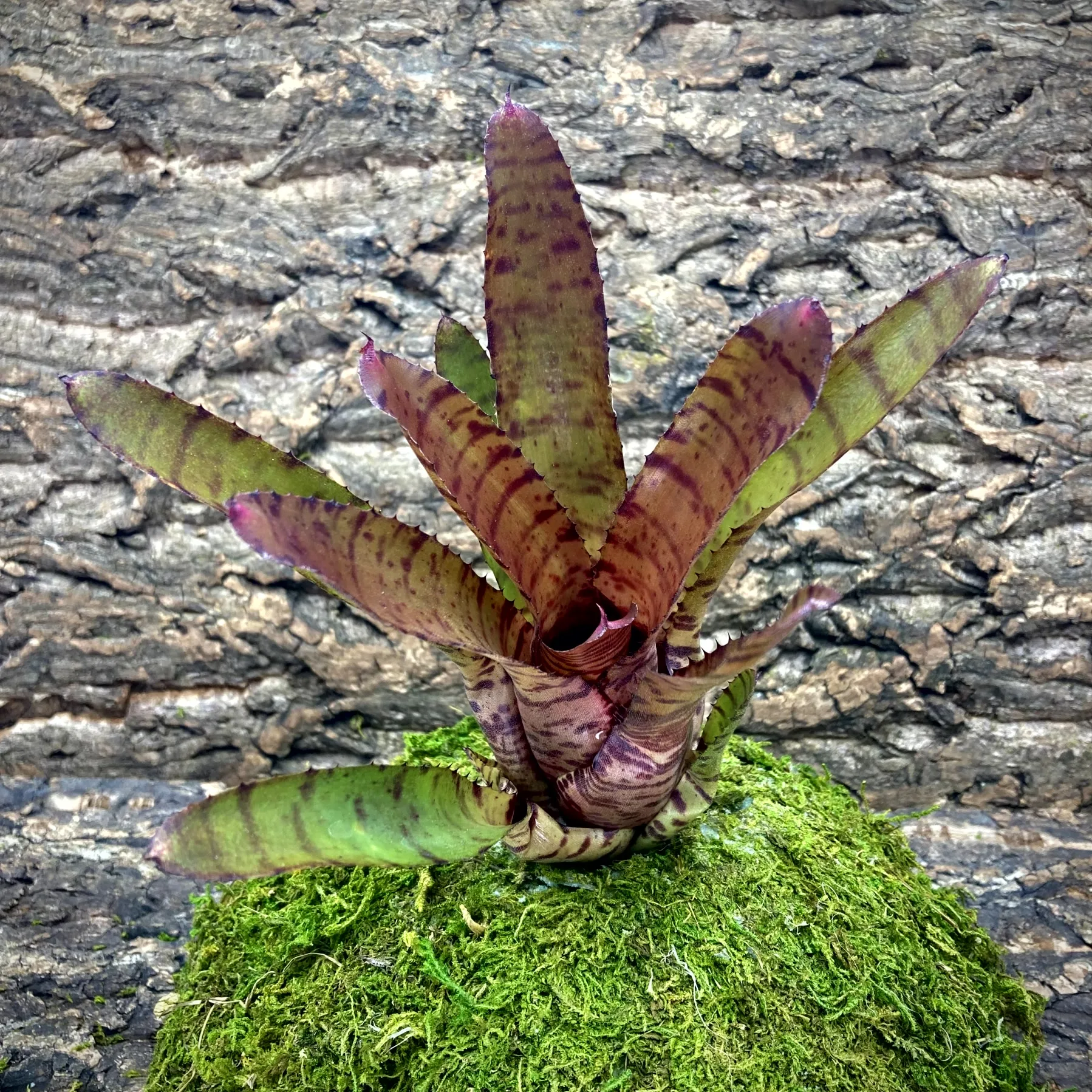 Medium Neoregelia Bromeliad Ed Prince