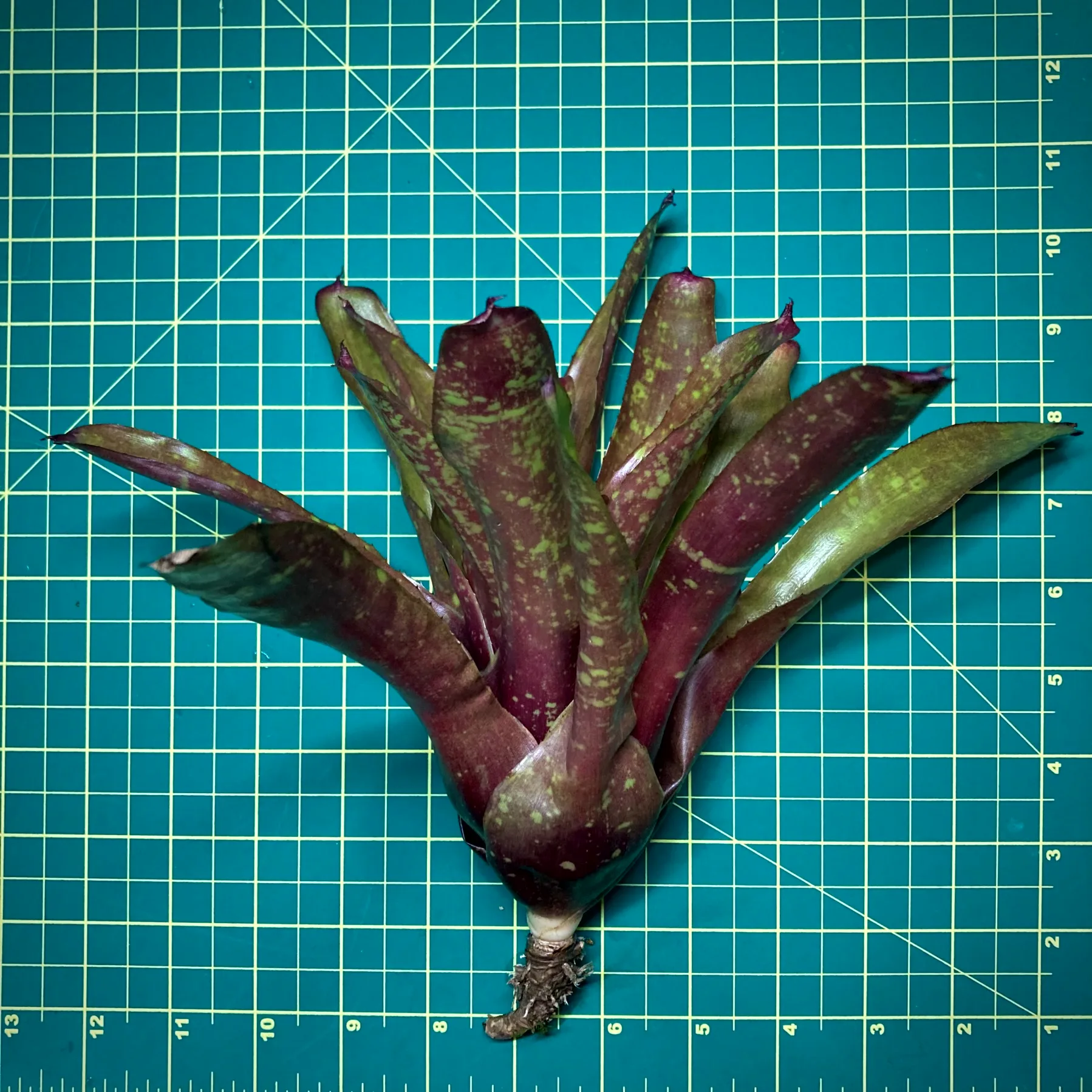 Medium Neoregelia Bromeliad Zombie size