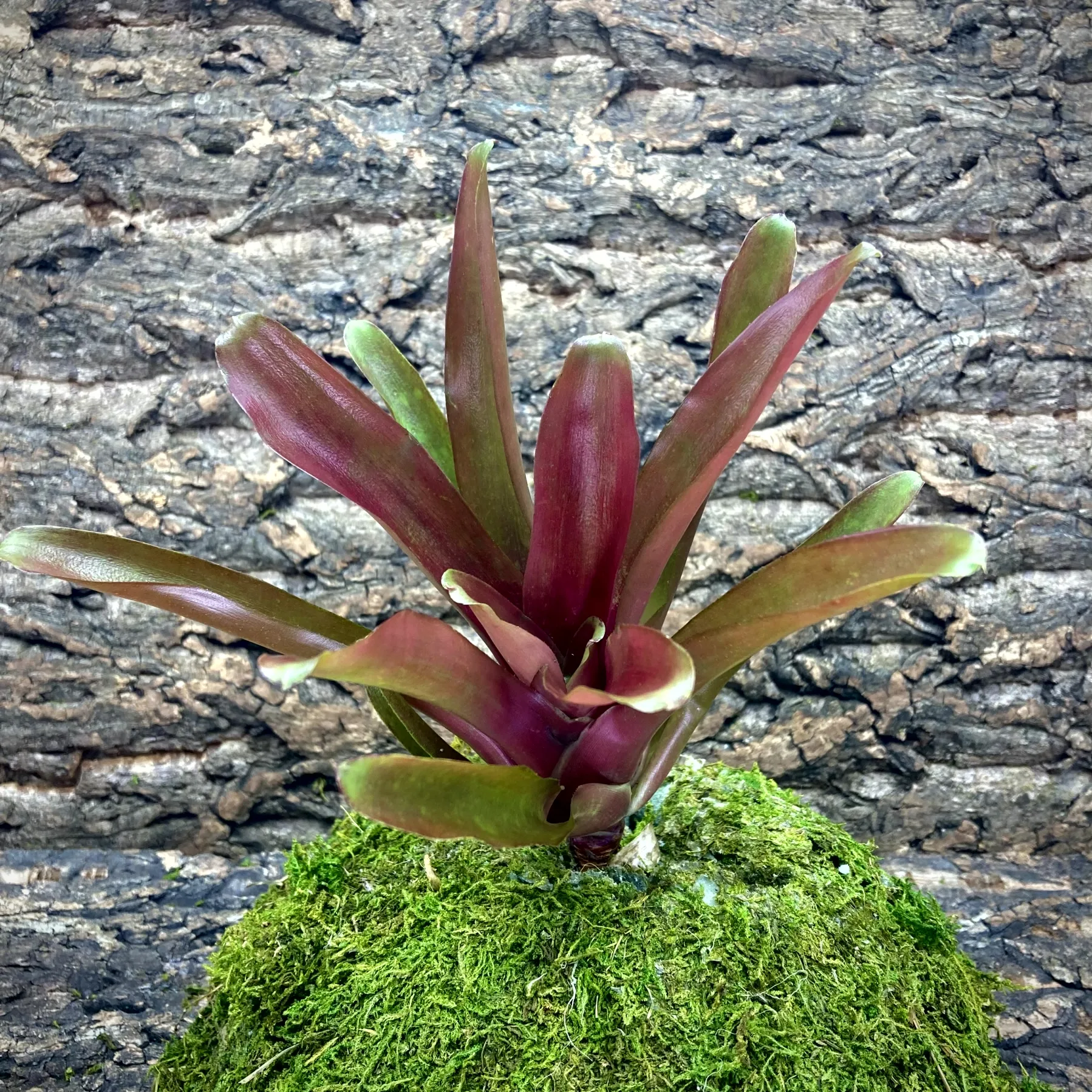 Mini Neoregelia Bromeliad Fireball