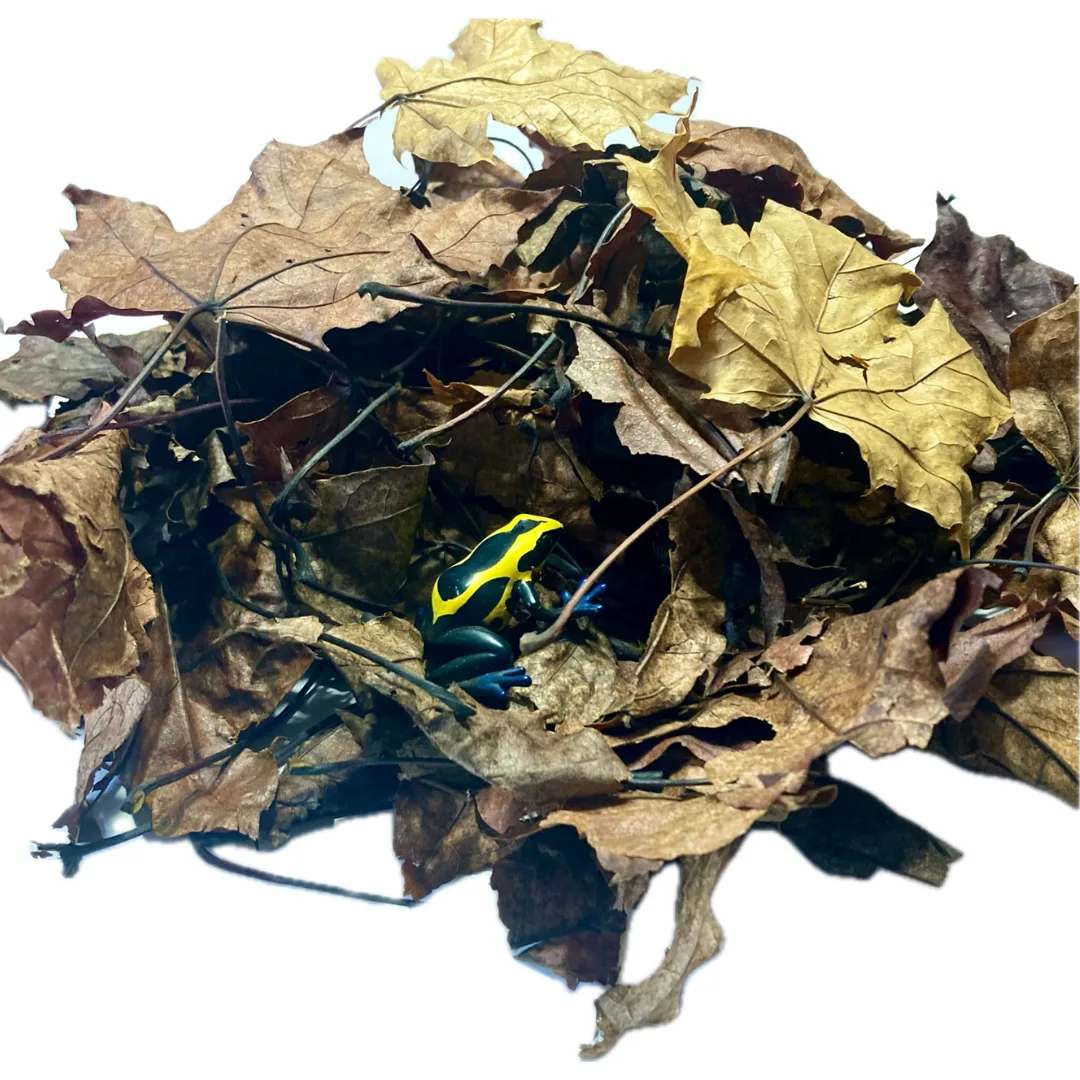 Dart Frog Hiding In Maple Leaves