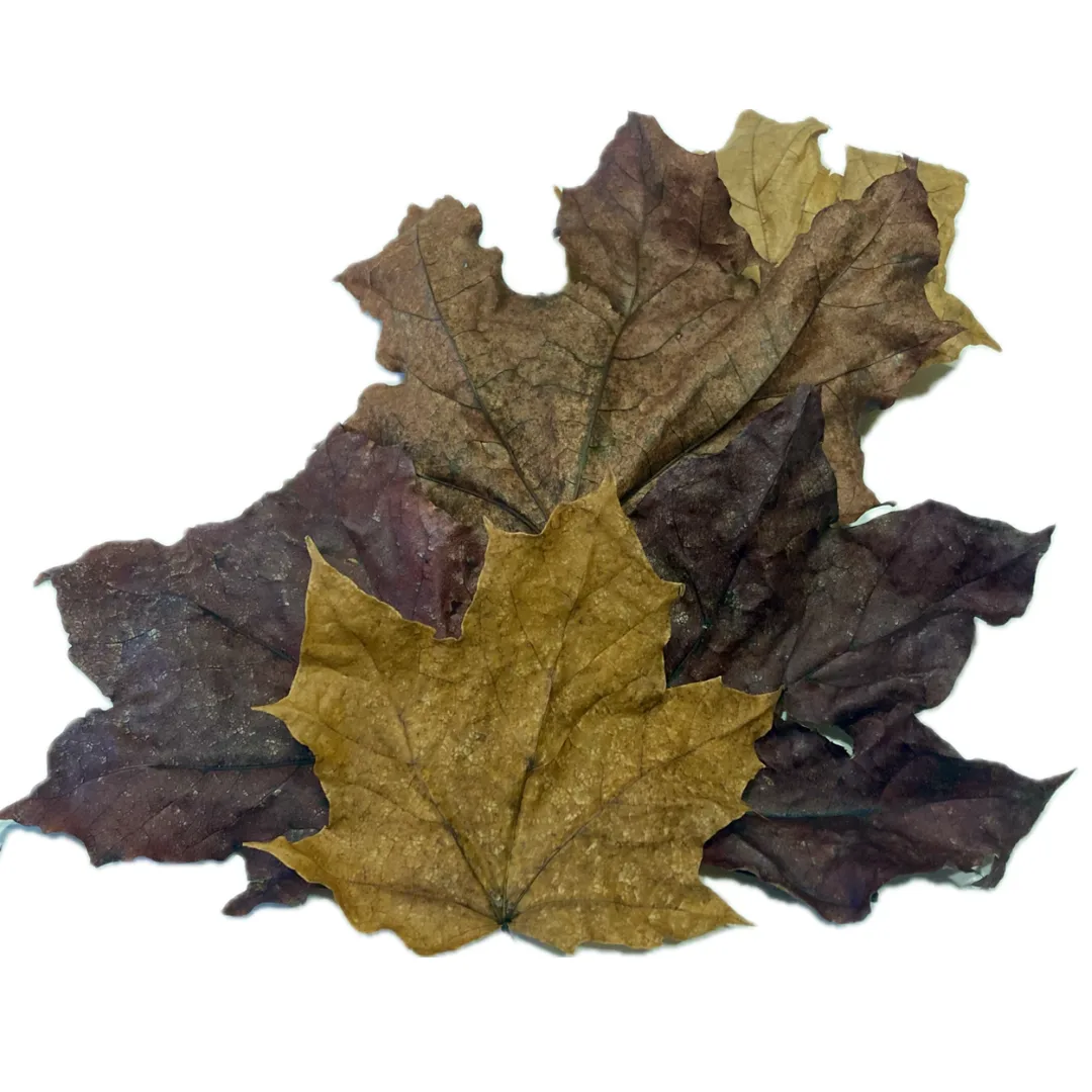Dried Maple Leaves for Reptile Terrariums and Isopods