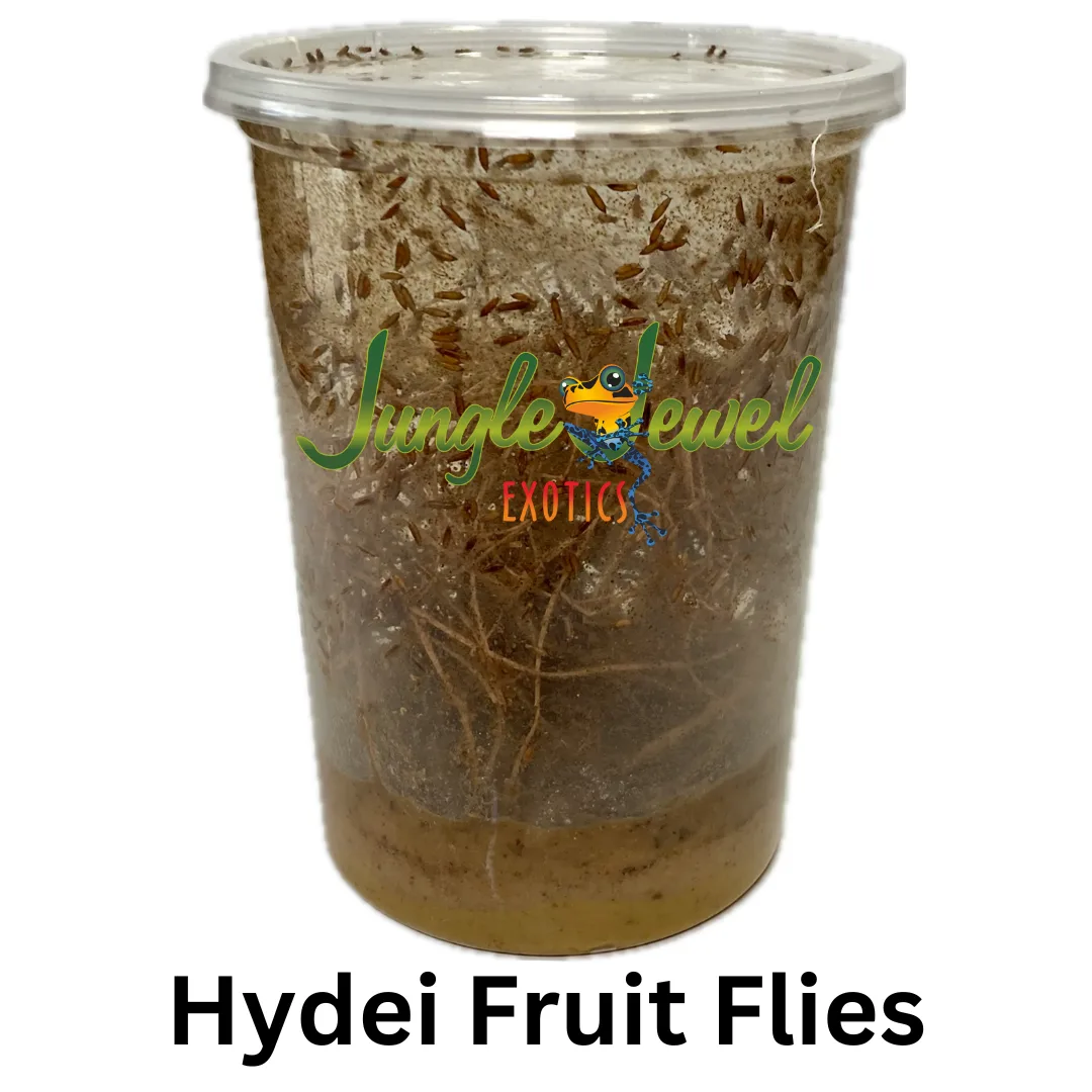 Hydei Fruit Fly for feeding Dart Frogs, Praying Mantis, baby Spiders, Jumping Spiders, Tarantulas, Geckos and other small lizards