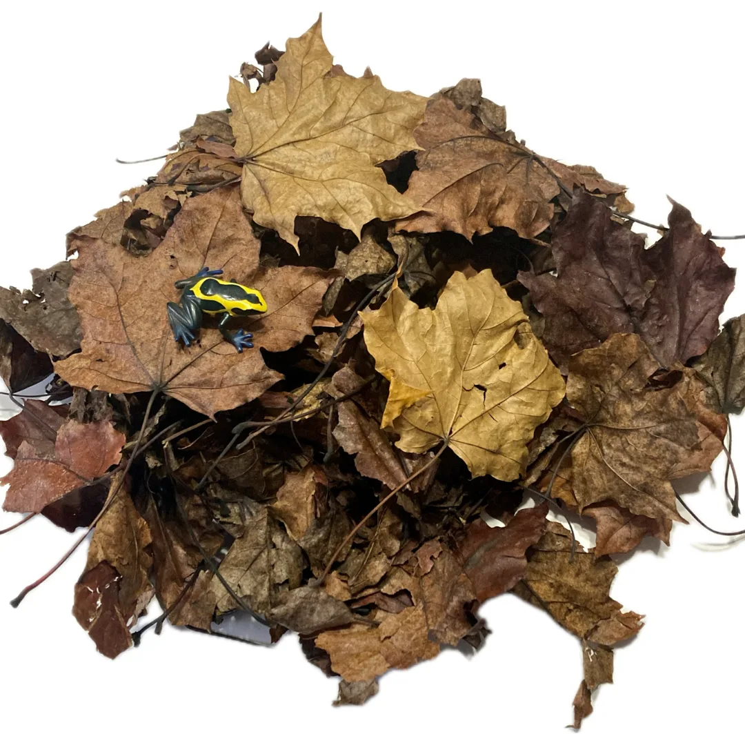 Maple Leaves with Dart Frog