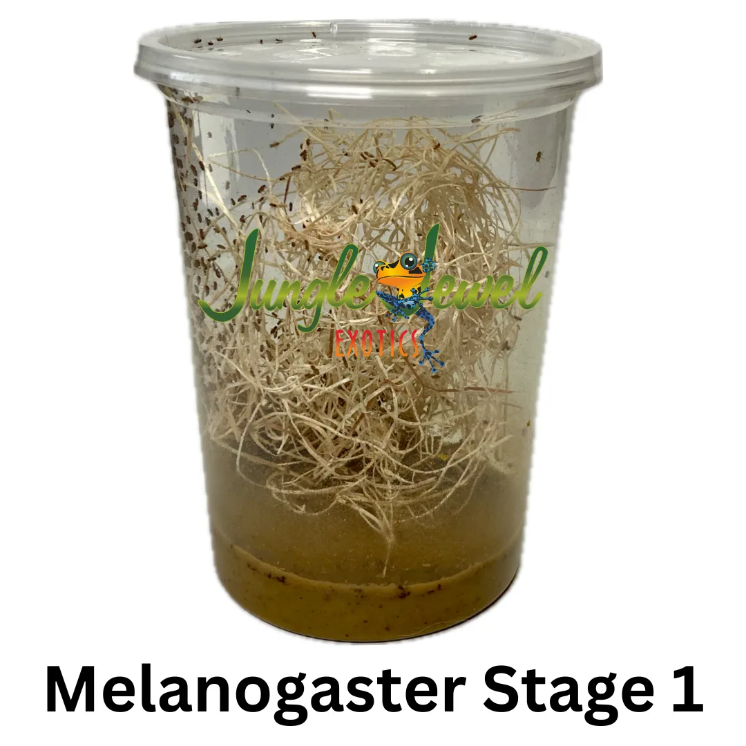 Melanogaster Stage 1