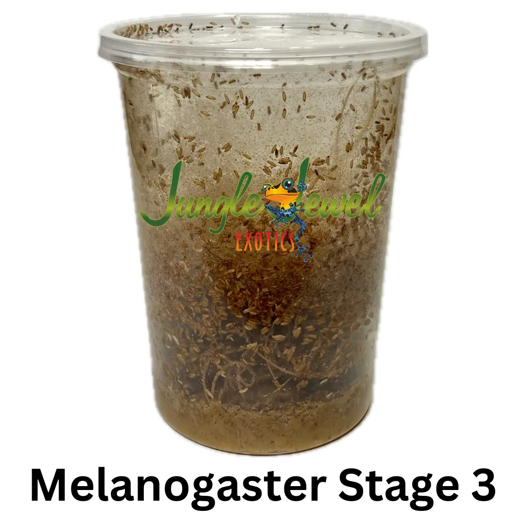 Melanogaster Stage 3