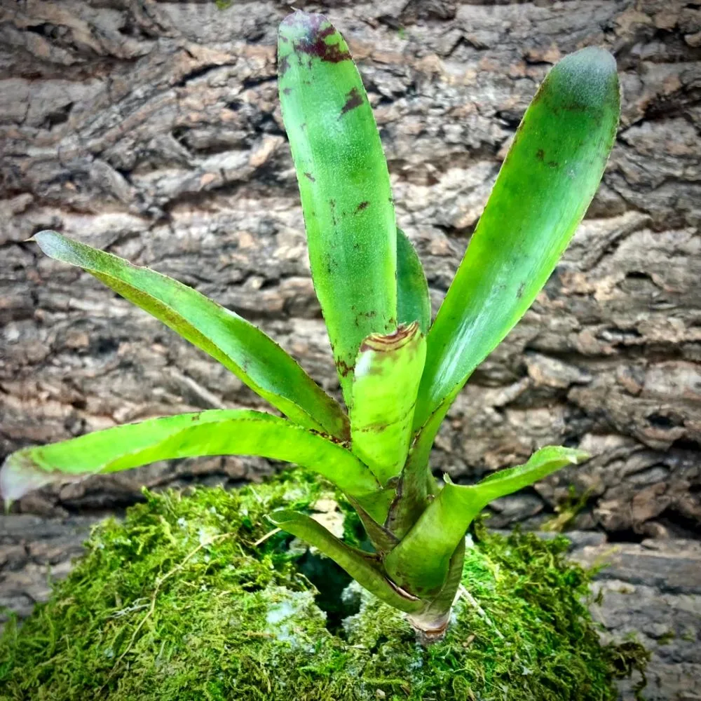 Mini Neoregelia Bromeliad Animal Cracker