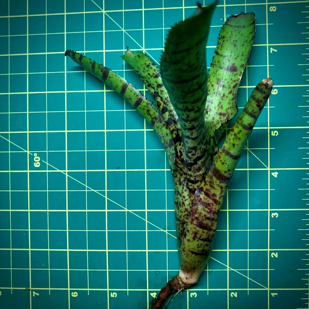 Mini Neoregelia Bromeliad Hannibal Lector (F2) Size