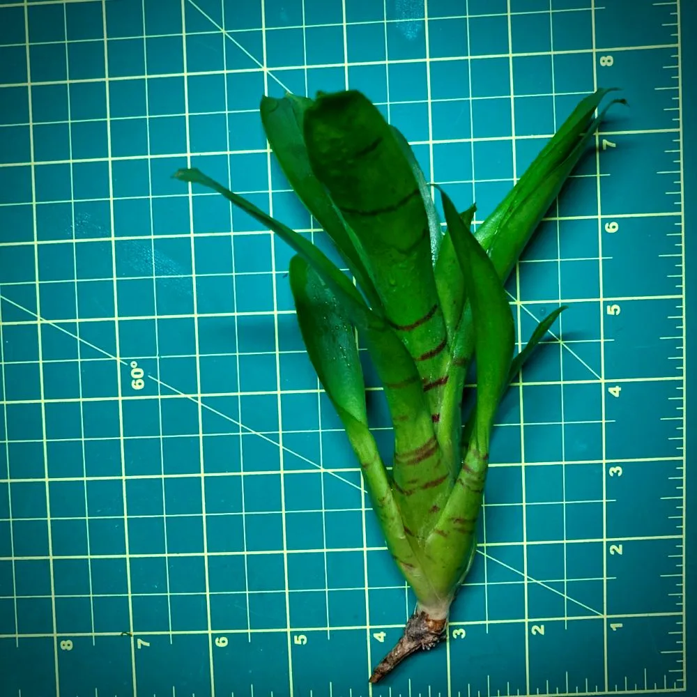 Mini Neoregelia Bromeliad Ignatz Size