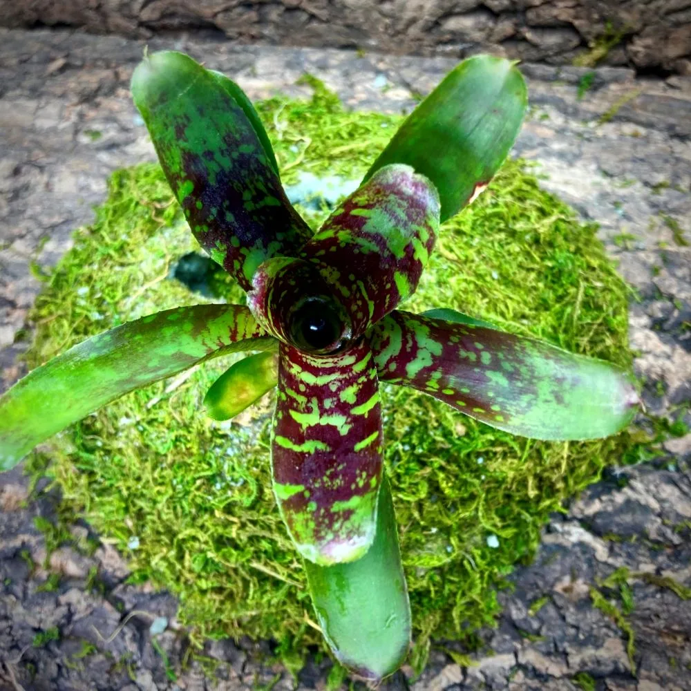 Mini Neoregelia Bromeliad Mini Skirt Top View
