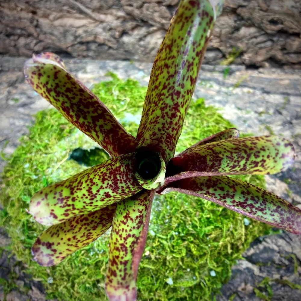 Mini Neoregelia Bromeliad Mo Peppa Please Top View