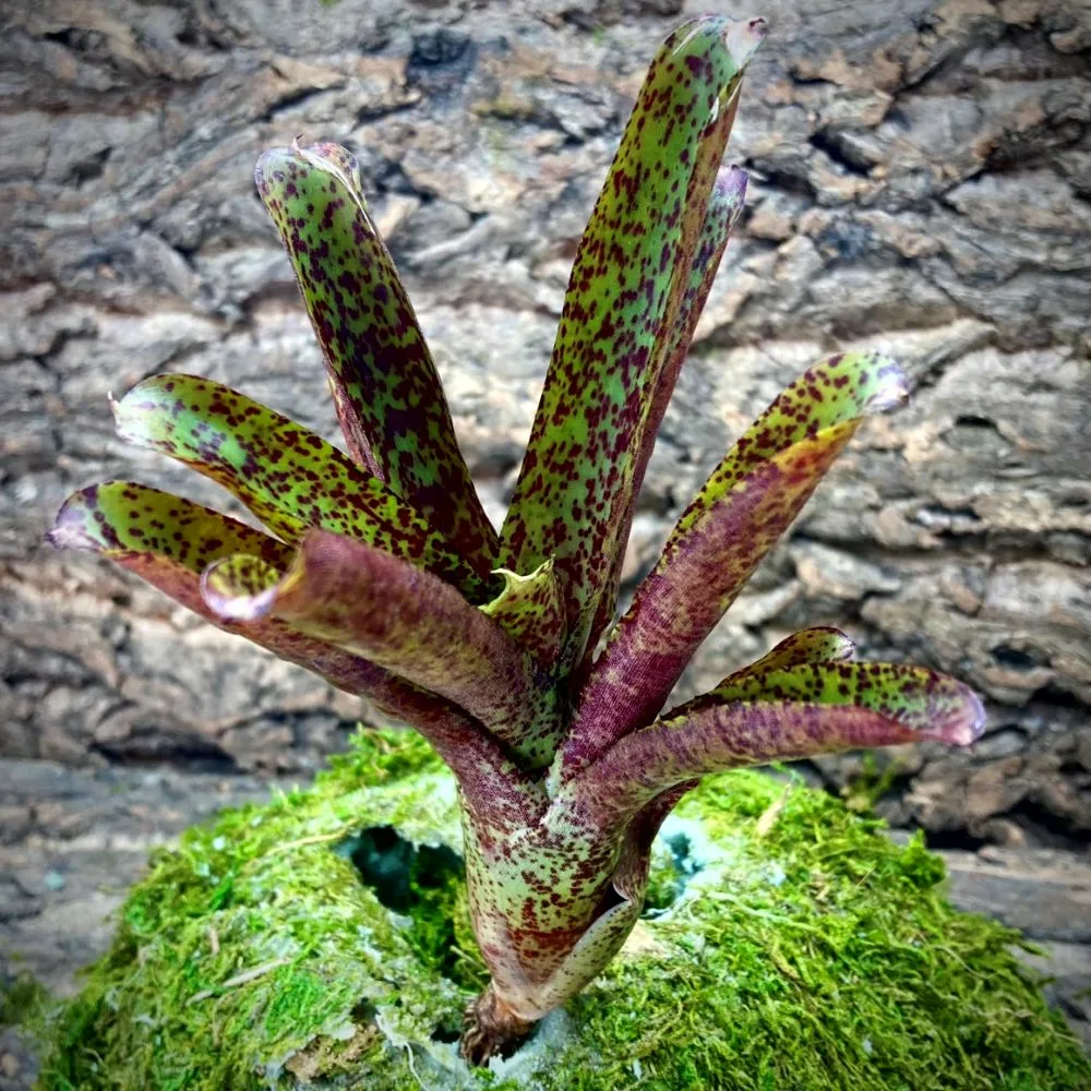 Mini Neoregelia Bromeliad Mo Peppa Please