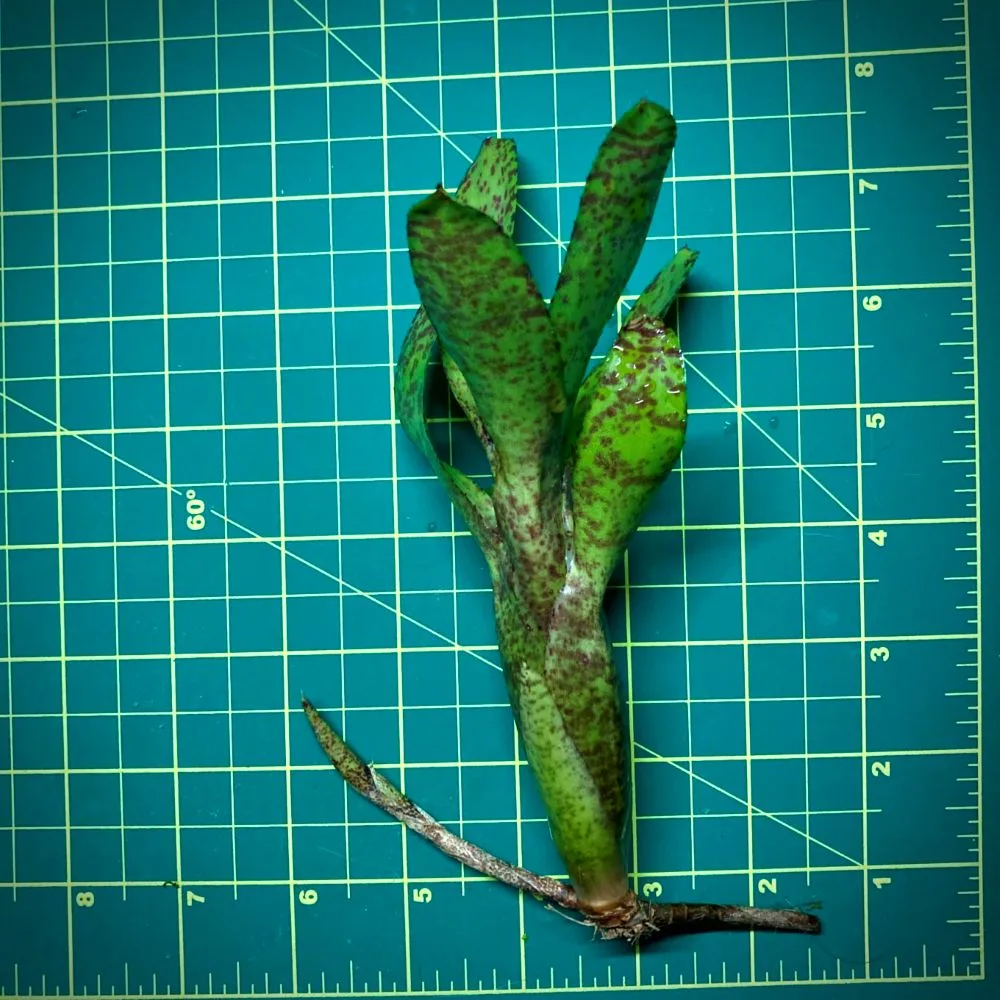 Mini Neoregelia Bromeliad San Diego Size