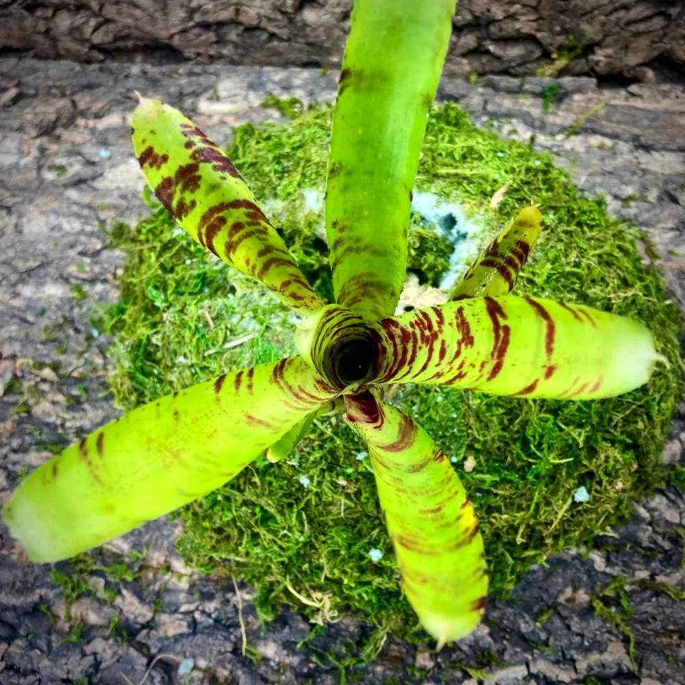 Mini Neoregelia Bromeliad Top Sider Top View