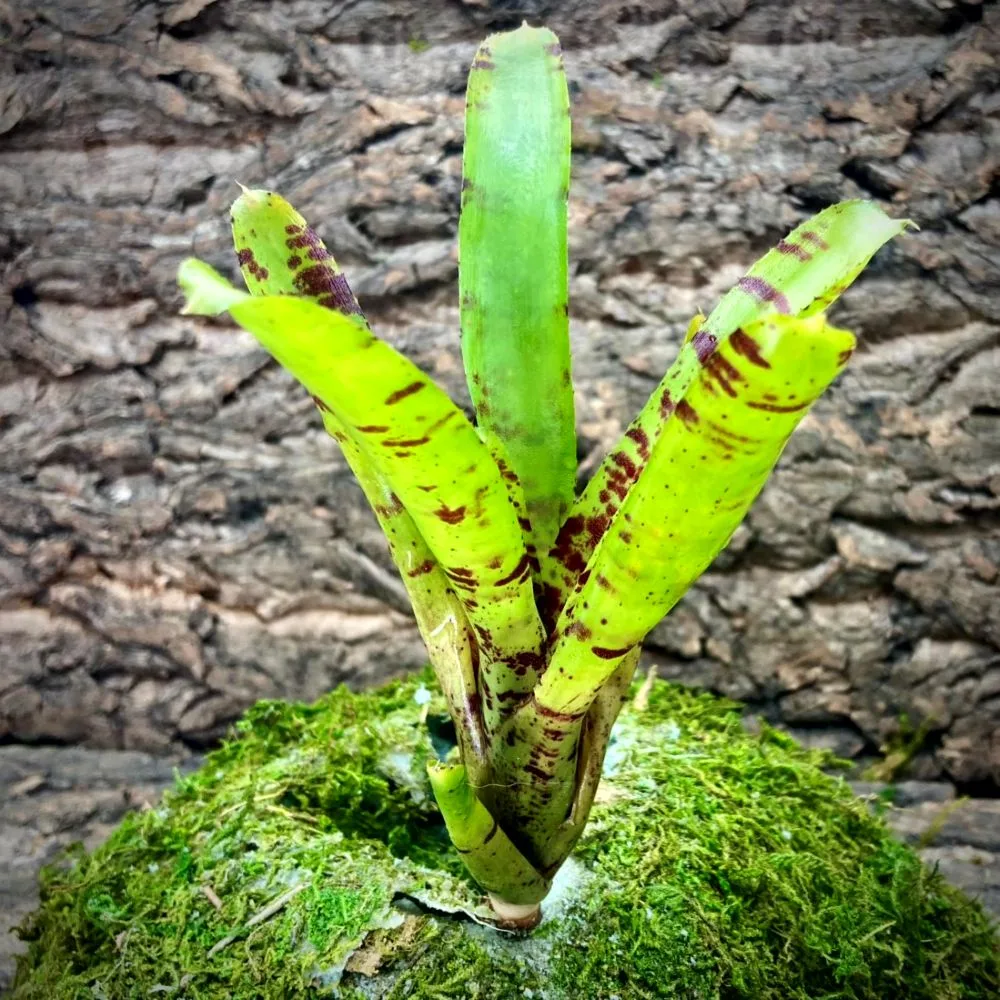 Mini Neoregelia Bromeliad Top Sider