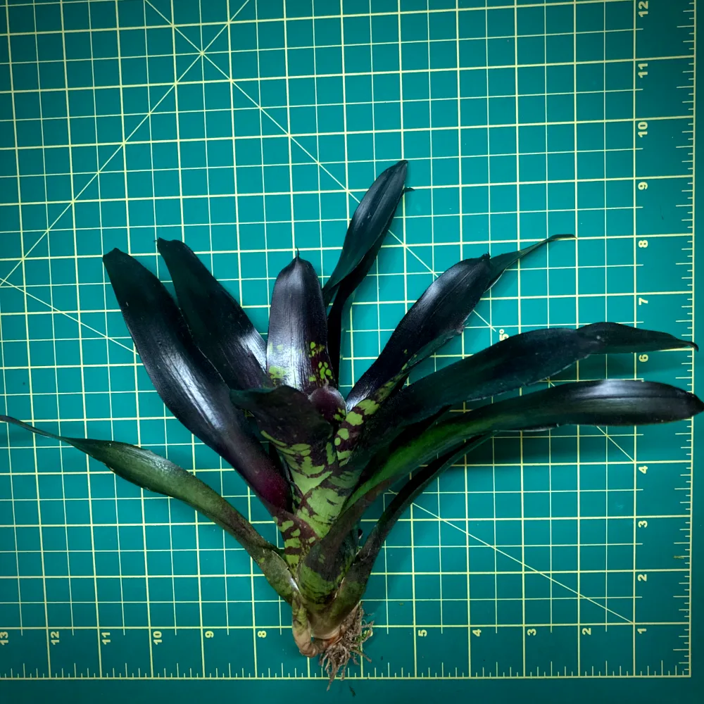 Neoregelia Bromeliad Flashdance Size