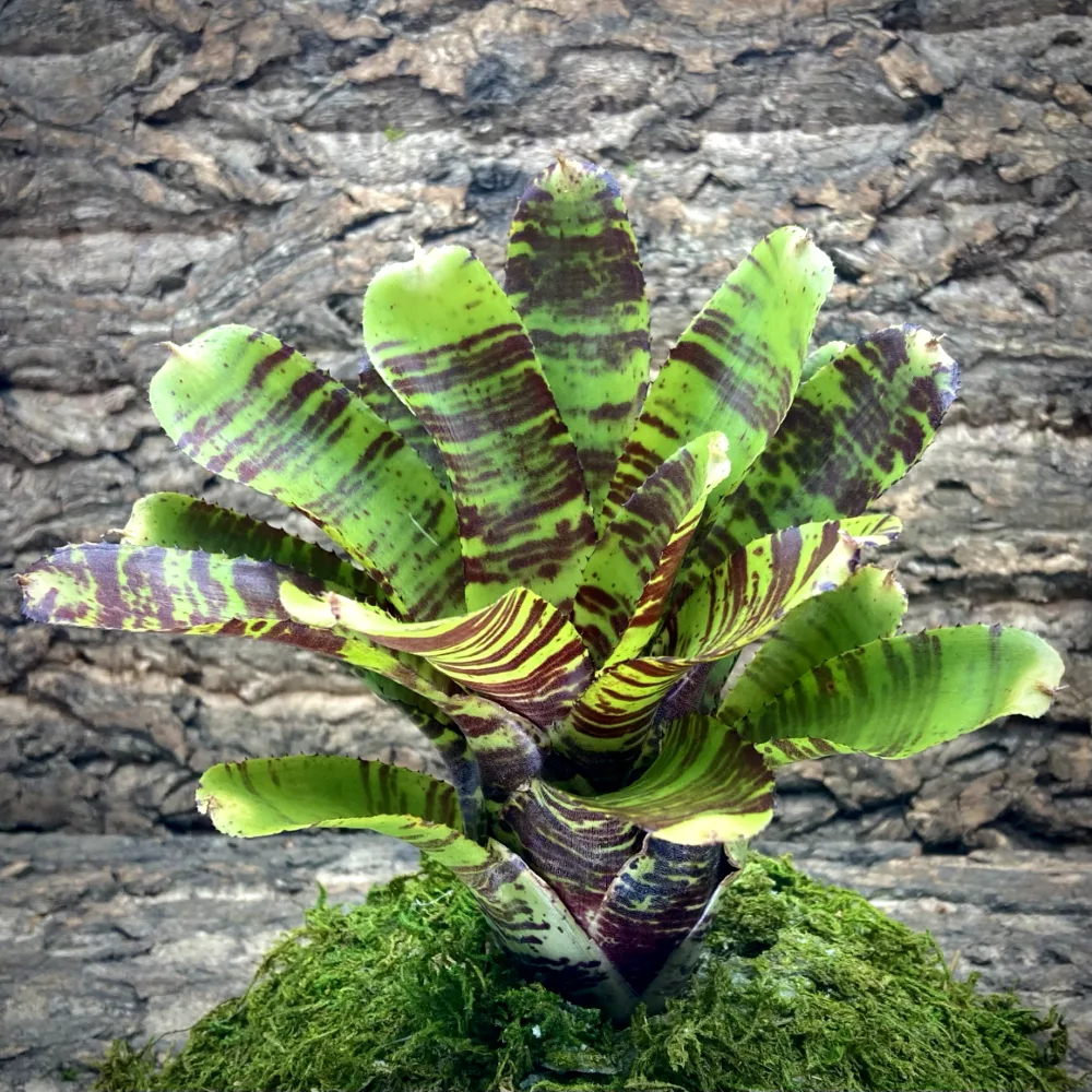 Neoregelia Bromeliad Killer Bee