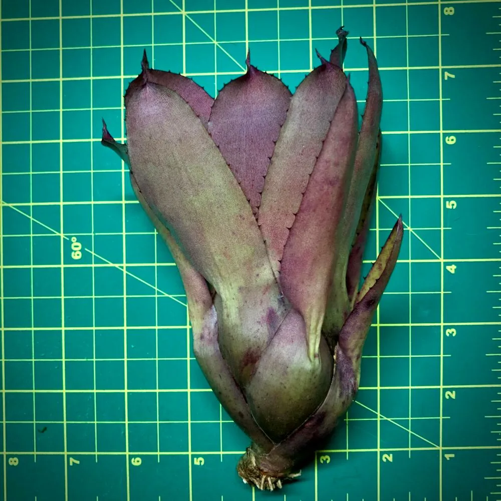 Neoregelia Bromeliad Lavender Frost Size