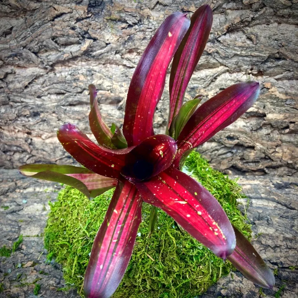 Neoregelia Bromeliad Pimiento Top View
