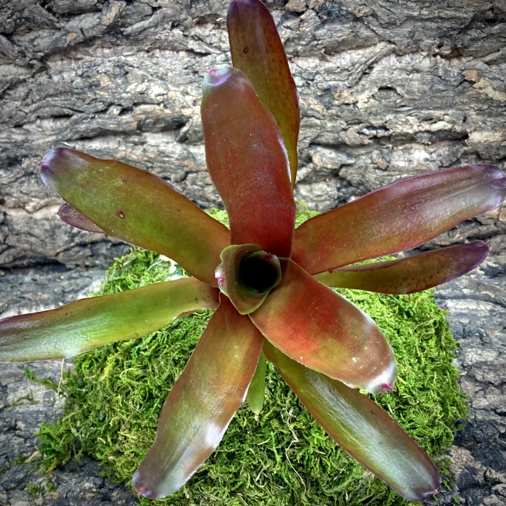 Neoregelia Bromeliad Powerball Top view