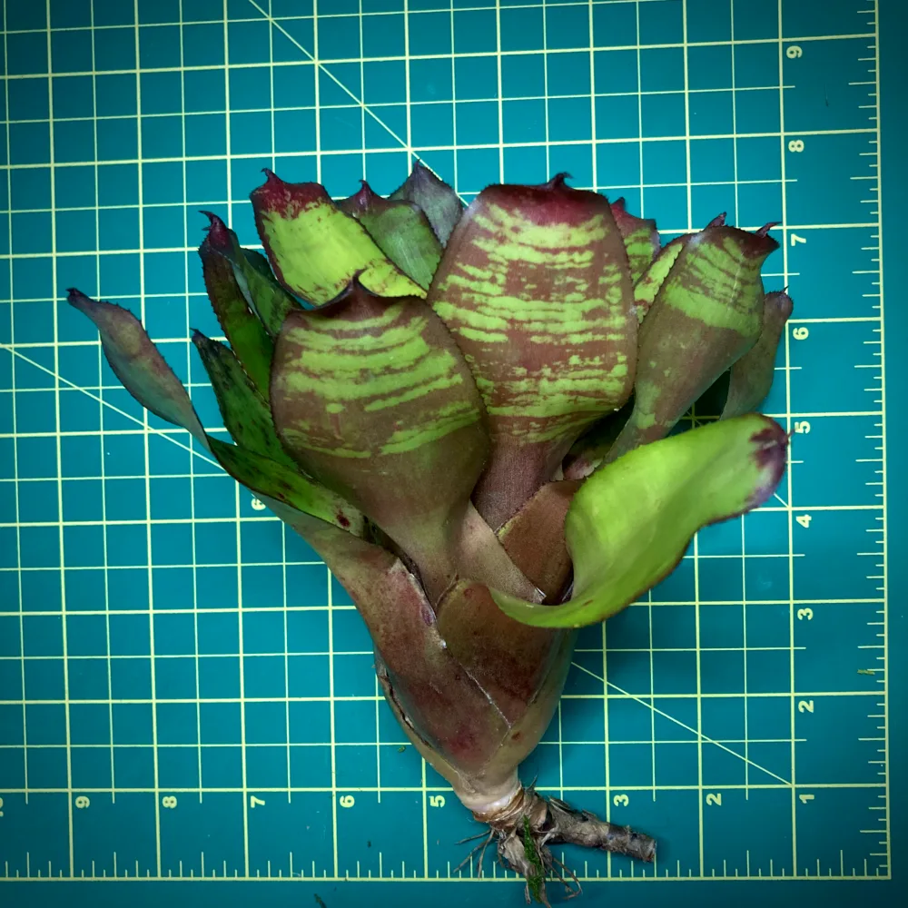 Neoregelia Bromeliad Shep Size