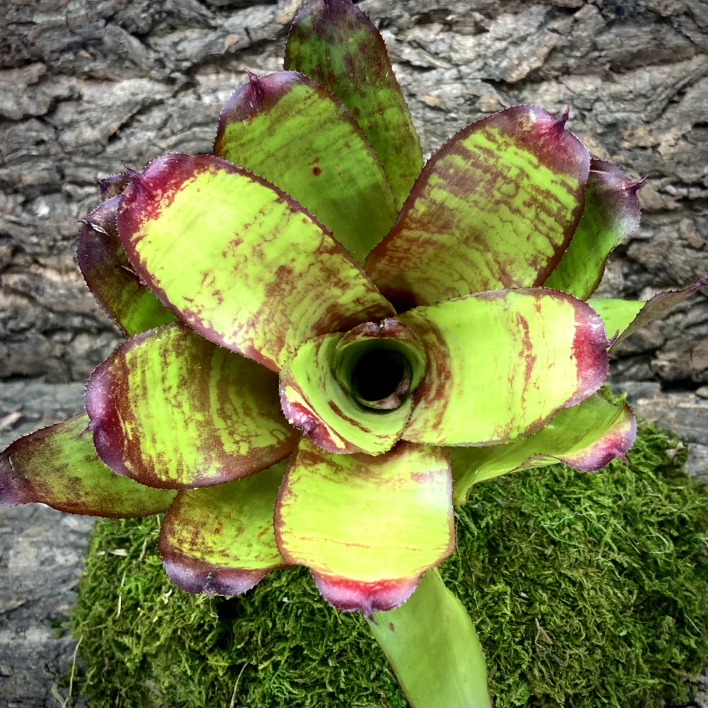 Neoregelia Bromeliad Shep Top View
