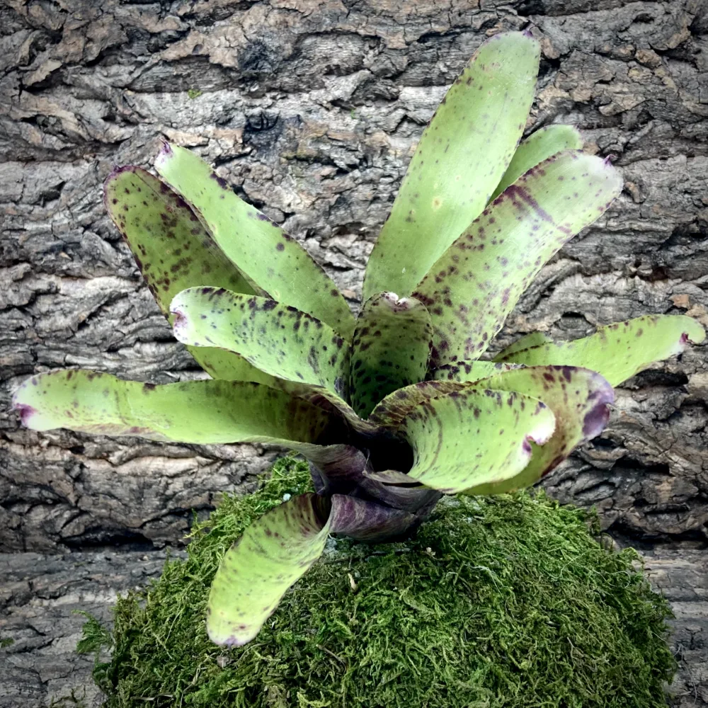 Neoregelia Bromeliad Specktickle