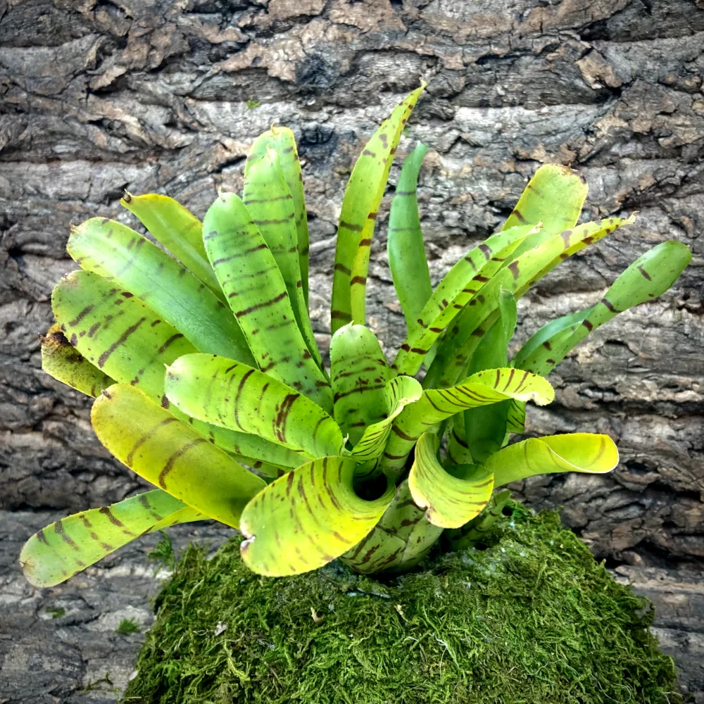 Neoregelia Bromeliad Yellow Fan