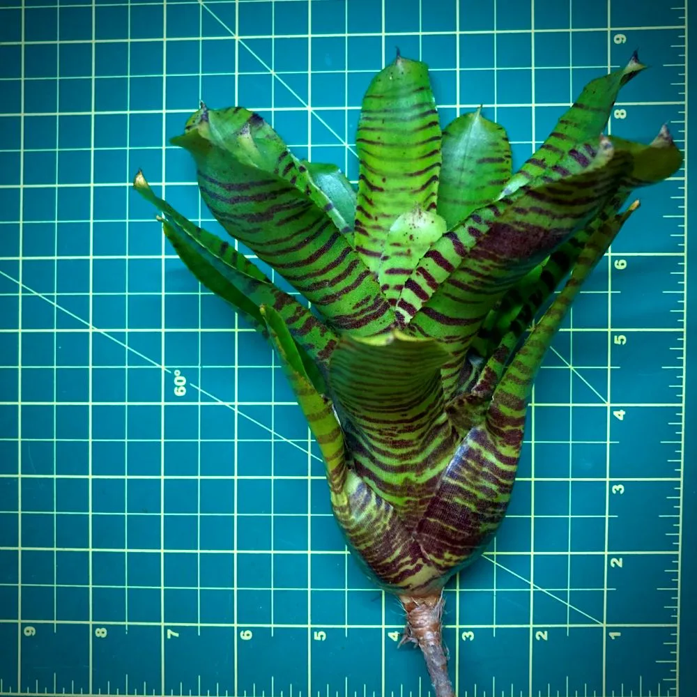 Neoregelia Bromeliad Zone 8 Size