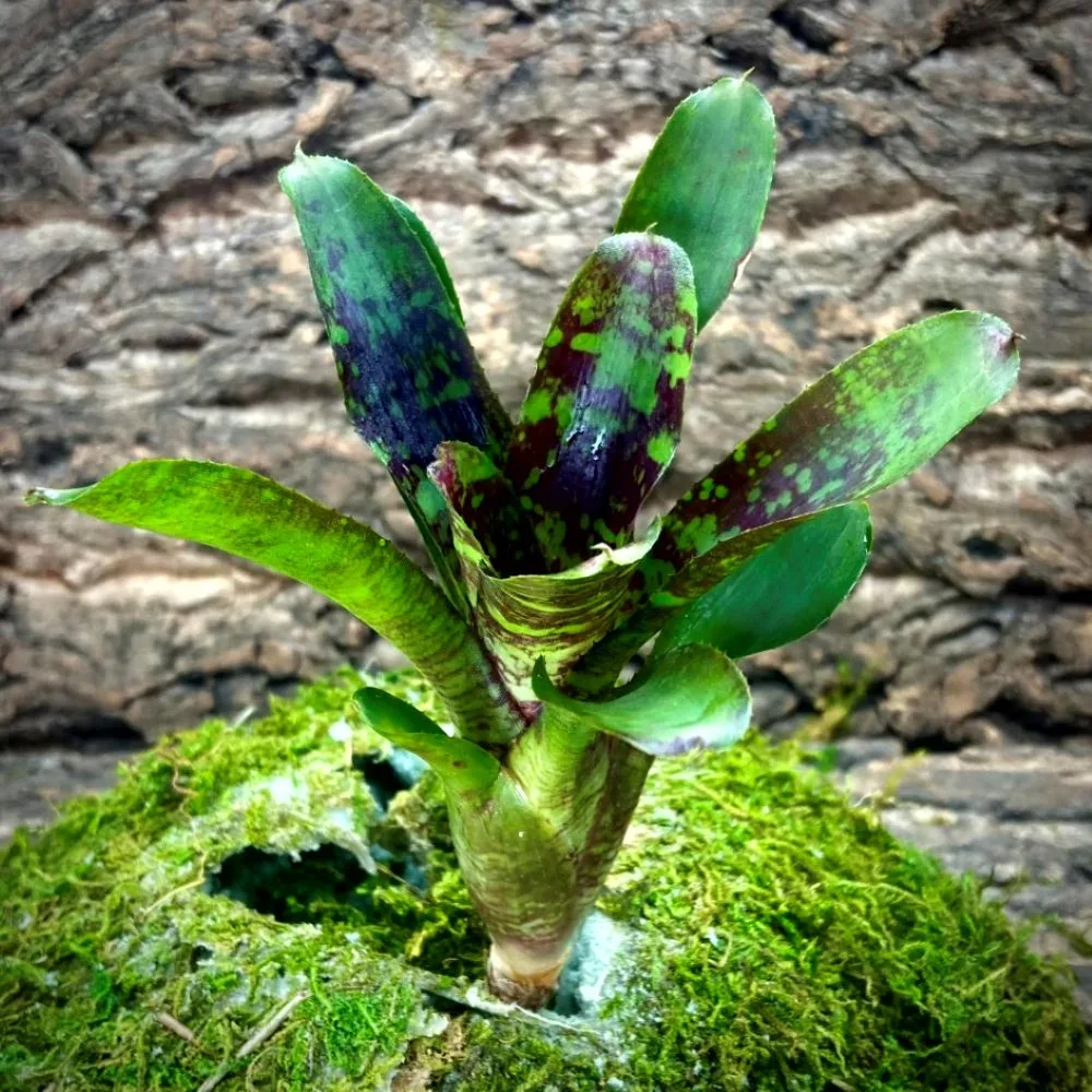 Mini-Neoregelia-Bromeliad-Mini-Skirt