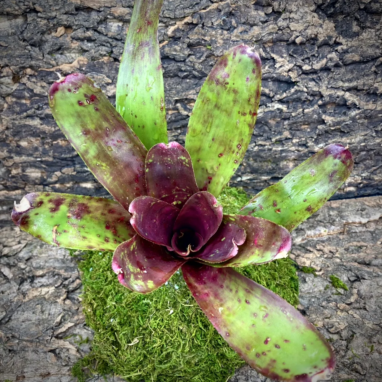 Medium Neoregelia Bromeliad - Alpine Rose top view