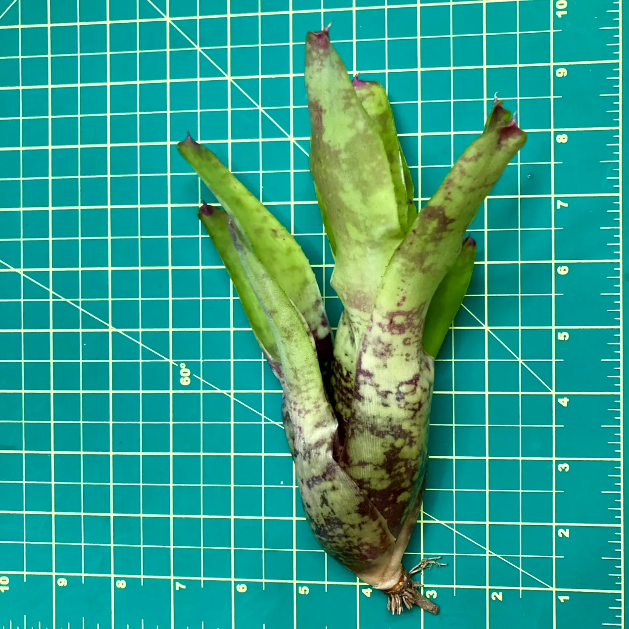 Medium Neoregelia Bromeliad - Ampullacea x Fluminensis size