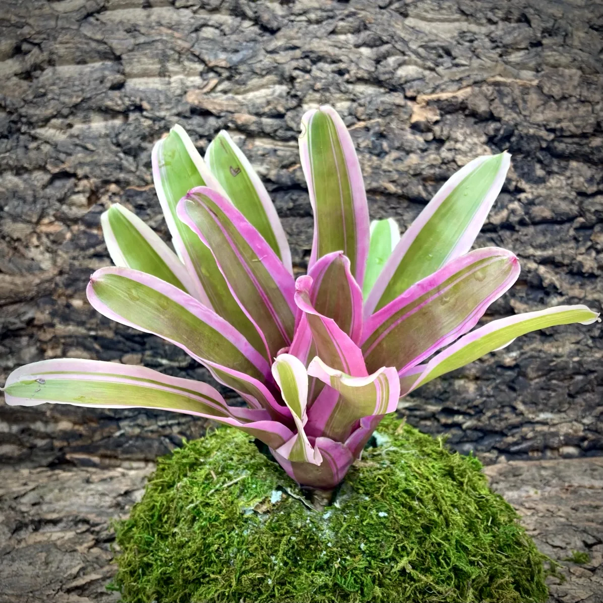 Neoregelia Bromeliad - Annick