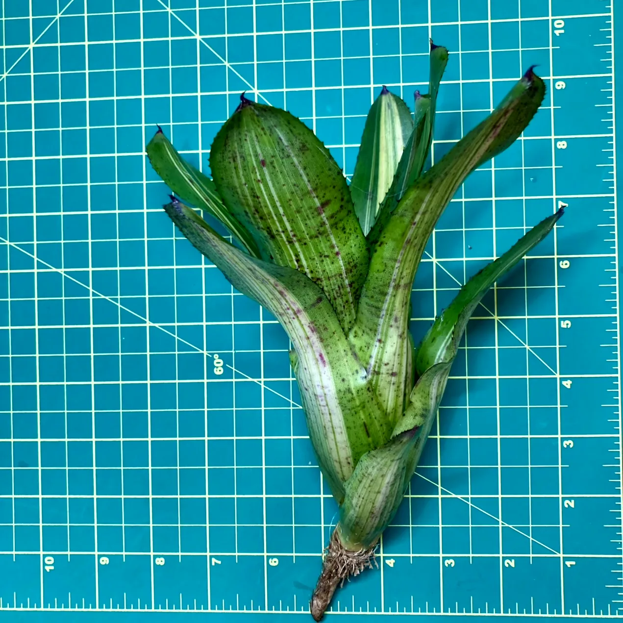 Medium Neoregelia Bromeliad - Bachata size