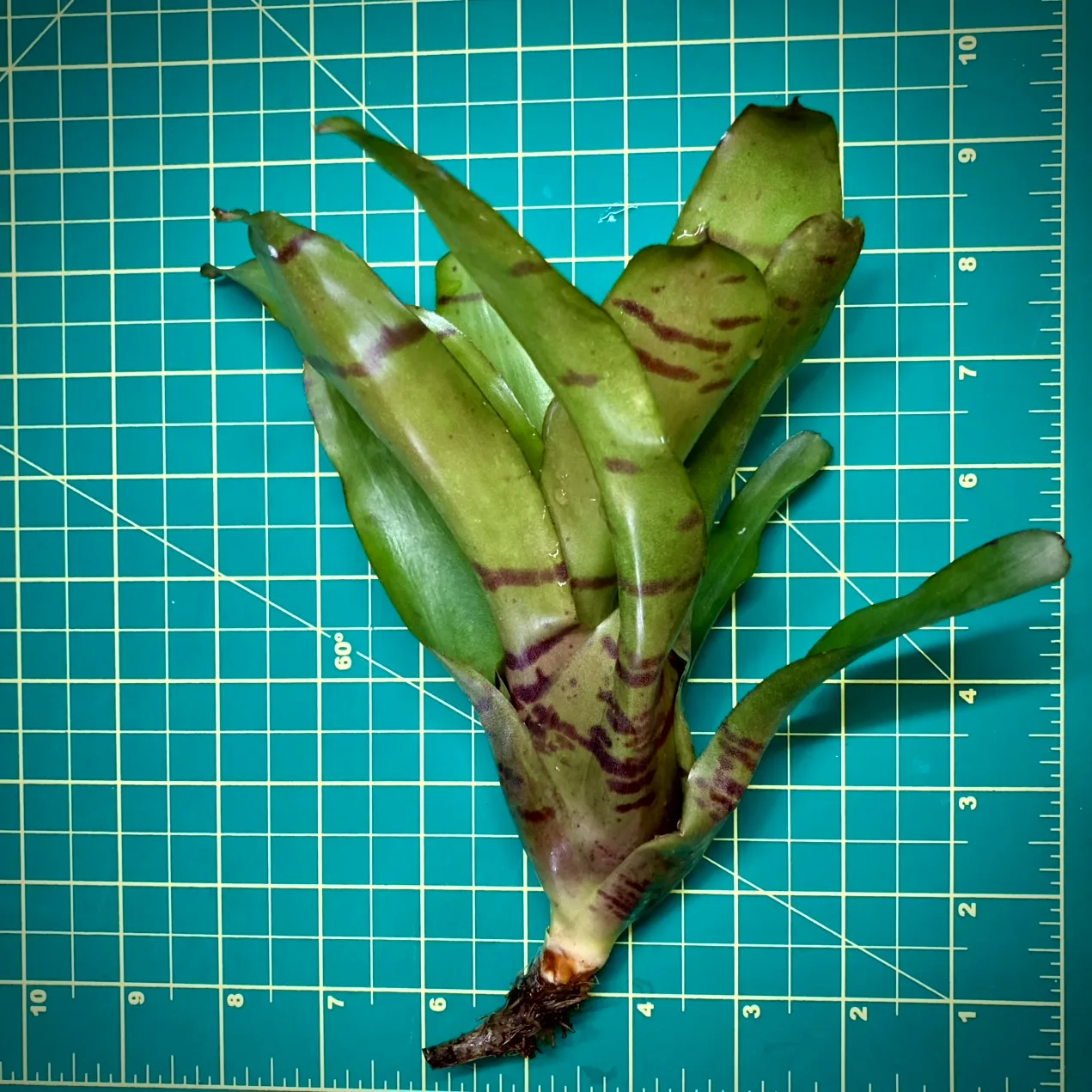 Medium Neoregelia Bromeliad - Bit-O-Honey size