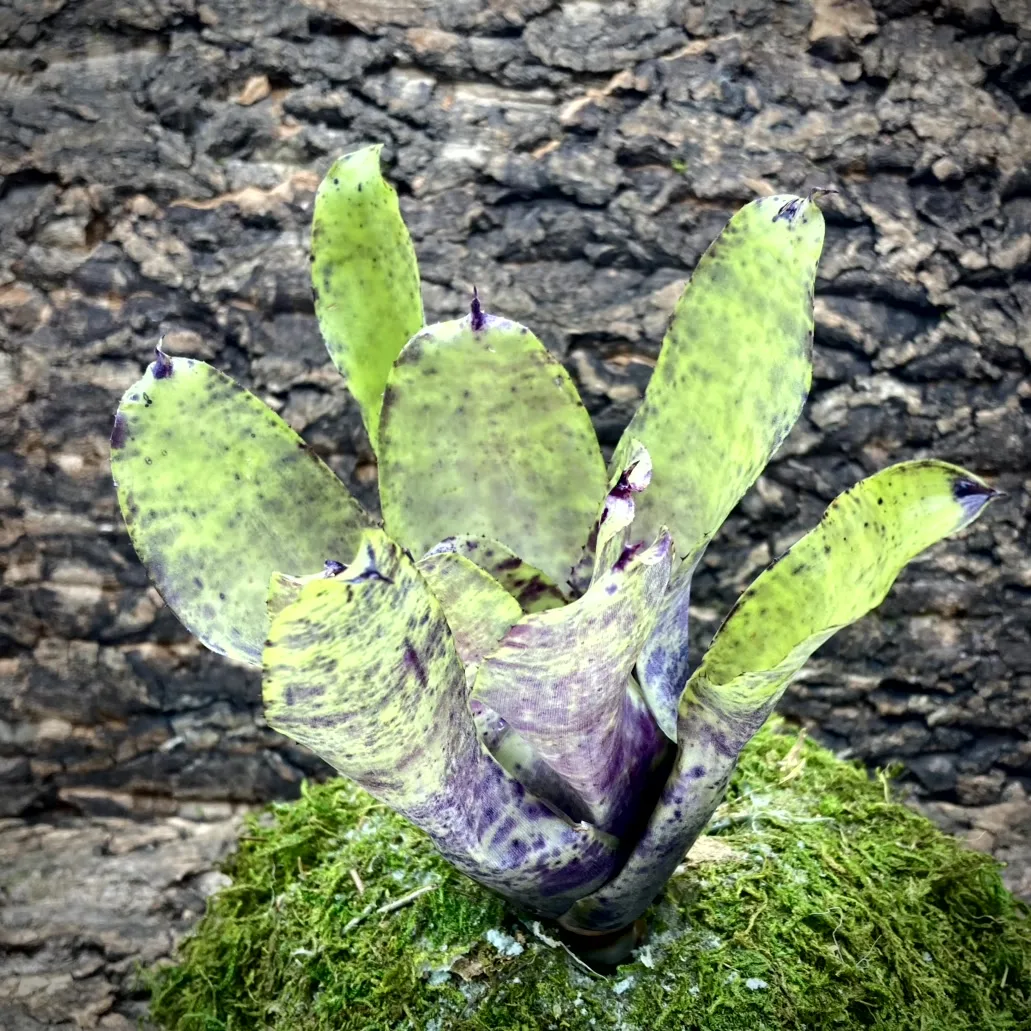 Medium Neoregelia Bromeliad - Blueberry Buckle (No variegation )