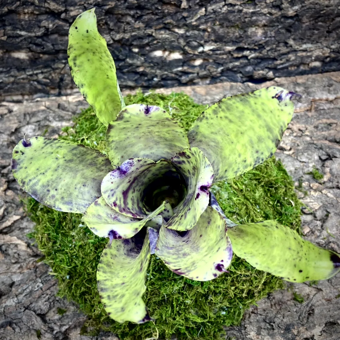 Neoregelia Bromeliad - Blueberry Buckle (No Variegation) top view