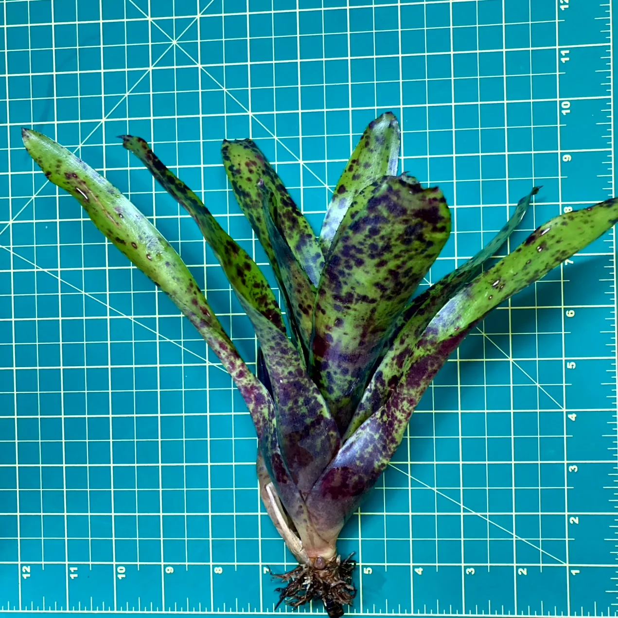 Medium Neoregelia Bromeliad - Caviar top view