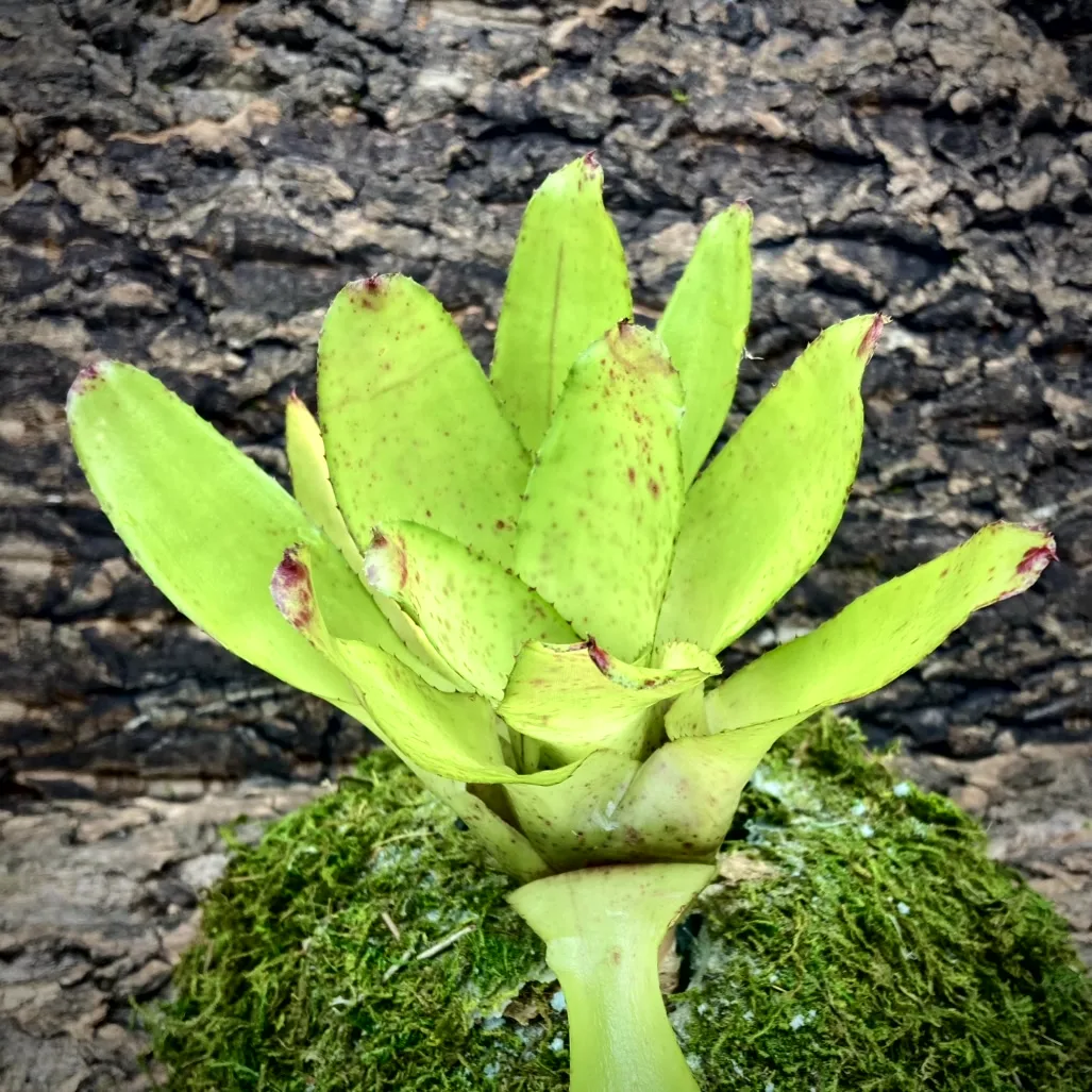 Medium Neoregelia Bromeliad - Chili Verde (No variegation )