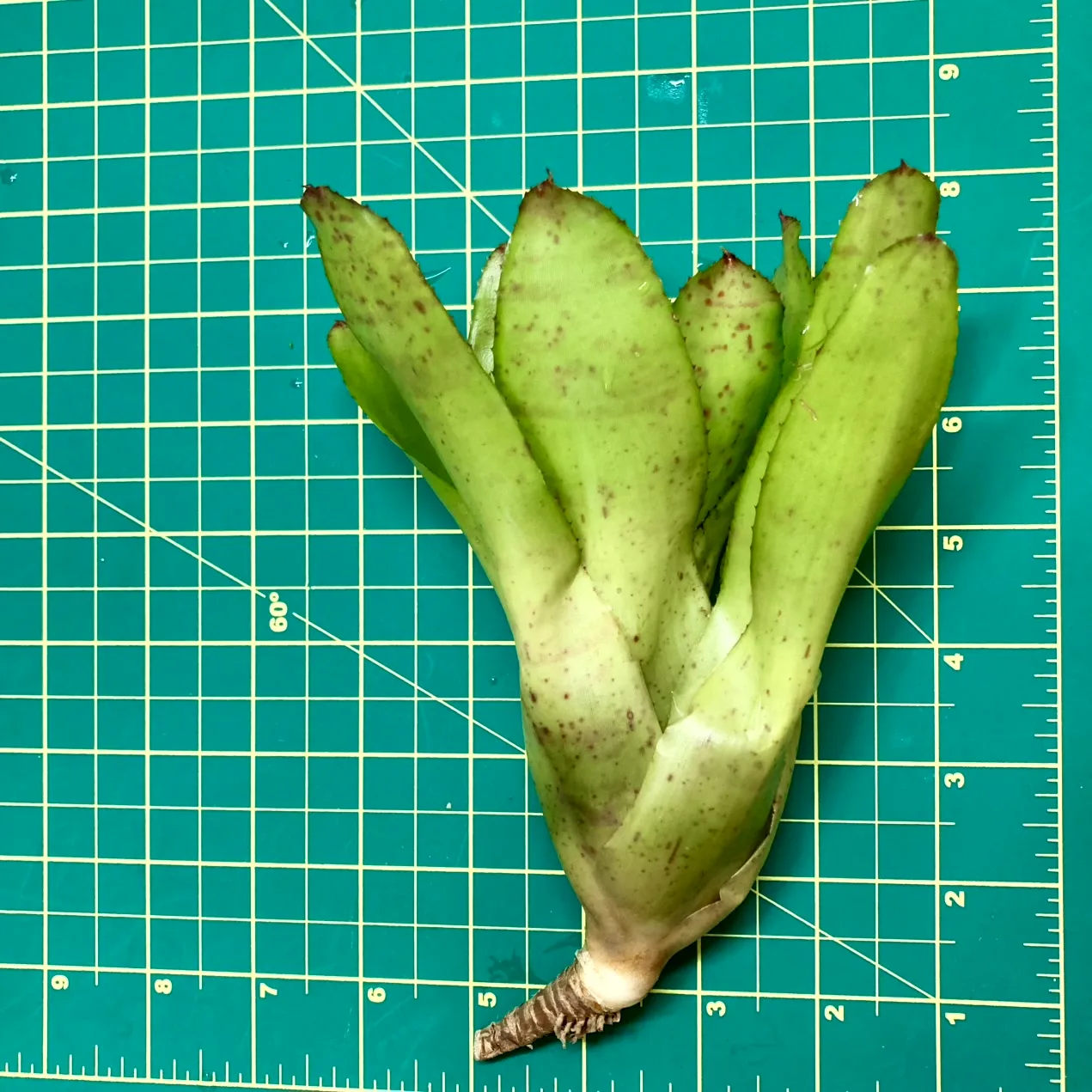 Medium Neoregelia Bromeliad - Chili Verde (No variegation ) size