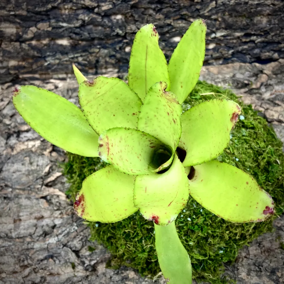 Medium Neoregelia Bromeliad - Chili Verde (No Varigation) top view