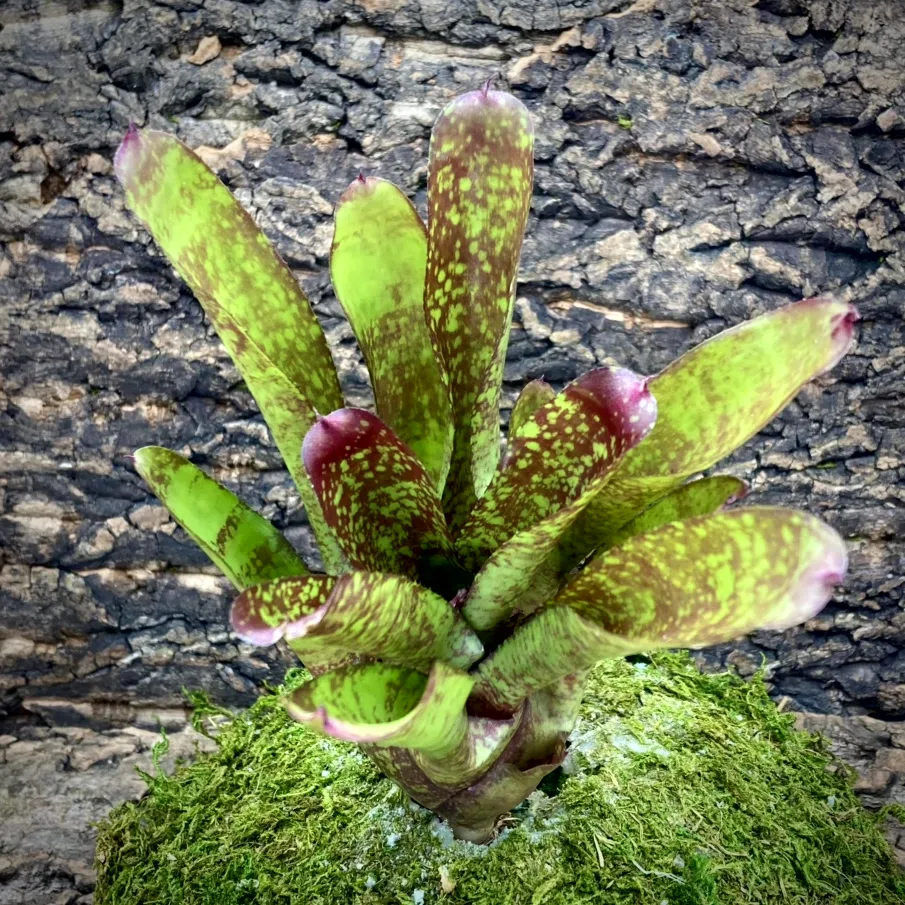 Neoregelia Bromeliad - Cooloola Appeal