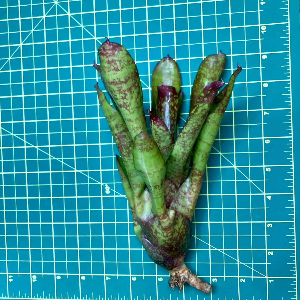 Medium Neoregelia Bromeliad - Cooloola Appeal size