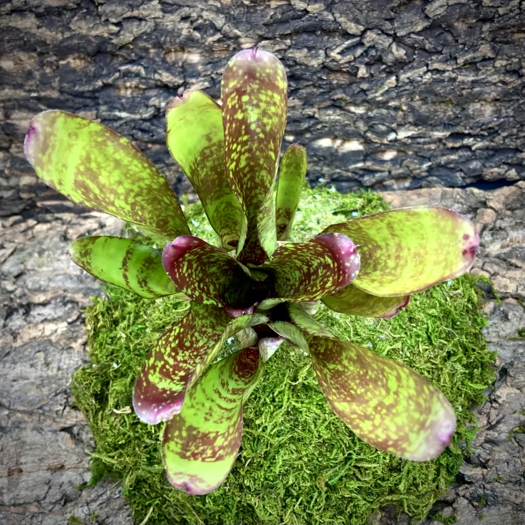 Medium Neoregelia Bromeliad - Cooloola Appeal top view