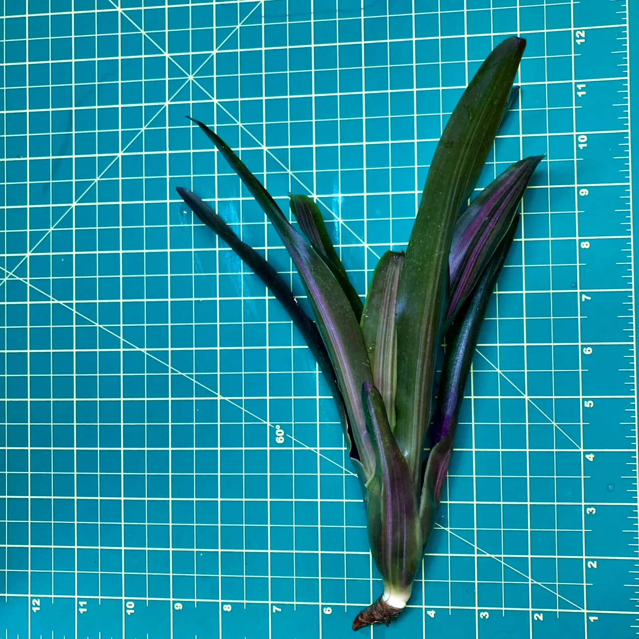 Medium Neoregelia Bromeliad - Dyn-O-Mite size