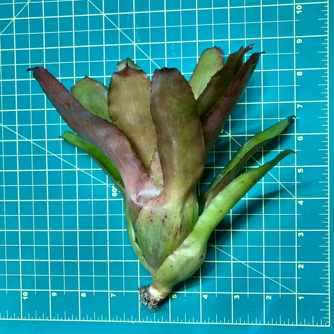 Medium Neoregelia Bromeliad - Ettoniana x Olens size