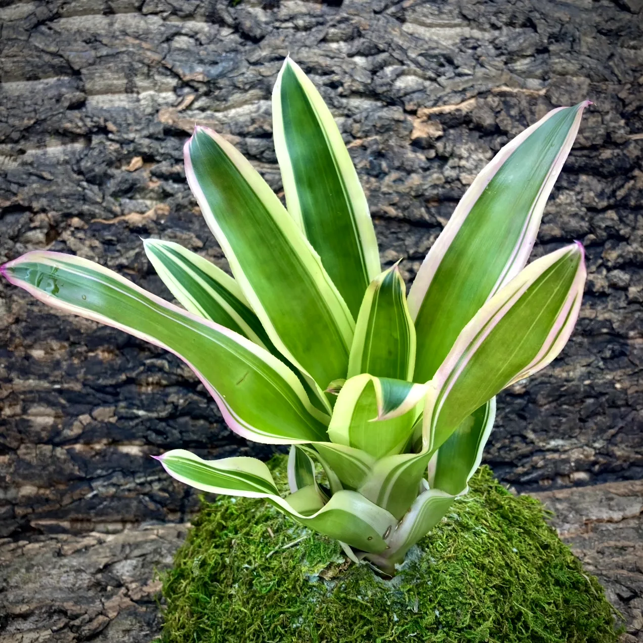 Neoregelia Bromeliad - France