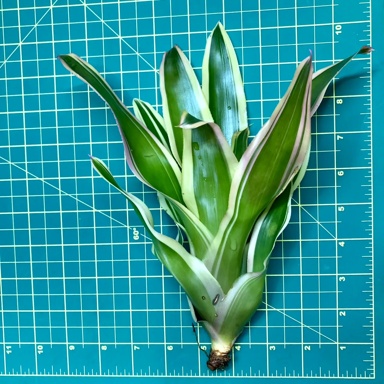 Medium Neoregelia Bromeliad France size