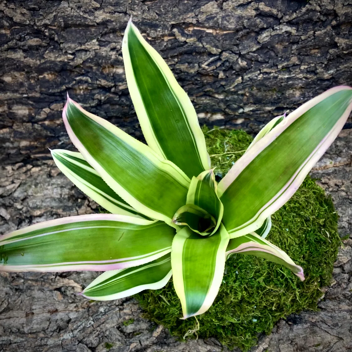 Medium Neoregelia Bromeliad France top view