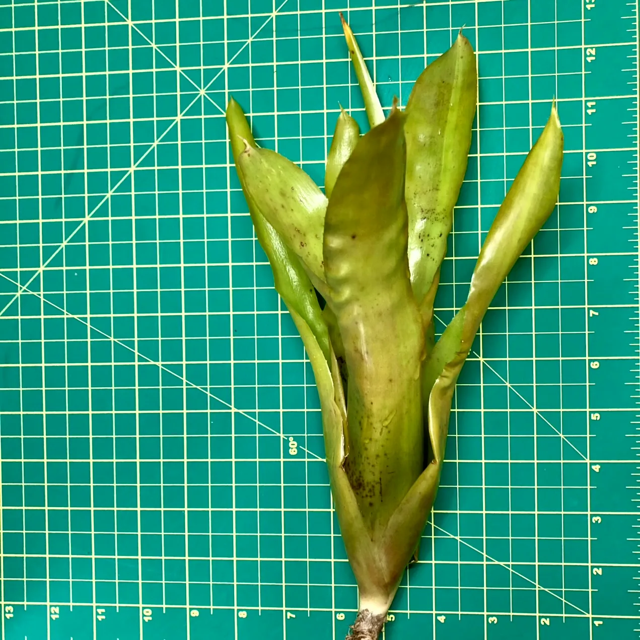 Medium Neoregelia Bromeliad - Golden Chalice size